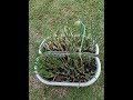 Giardinaggio/Gartenarbeit/jardinage/園芸/Gardening/berkebun/बागवानी/การทำสวน/green onion/青葱/收成/regrow