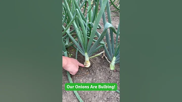 Our Onions Are Bulbing! 🧅 - DayDayNews