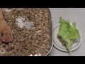 Pork San Choy Bow - Video Recipe