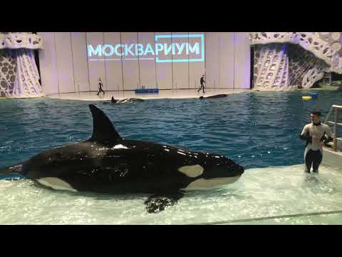 Москвариум открытая тренировка косаток шоу косаток
