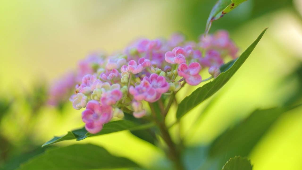 紫陽花 紫陽花 Vol .2 Hydrangea - YouTube
