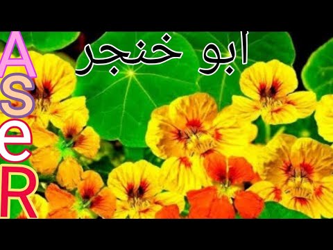 فيديو: الكبوسين أبو خنجر