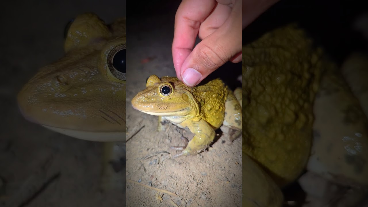 Beep Beep the frogs funny | Frogs funny Up and Down  | Laughter of Frogs hahaha