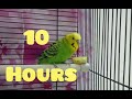 Budgies singing for 10 hours