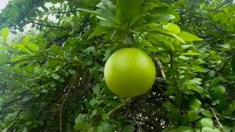 TUGAS BAHASA INDONESIA: BUDIDAYA BUAH MAJA KHAS MAJAPAHIT 