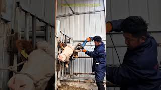 Why Farmers Cut Off Cow Horns #farming