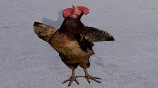 Chicken (my favorite moments)