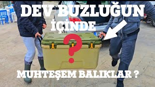 Dev Buzluğun İçendeki̇ Baliklar Çok Kali̇te ?