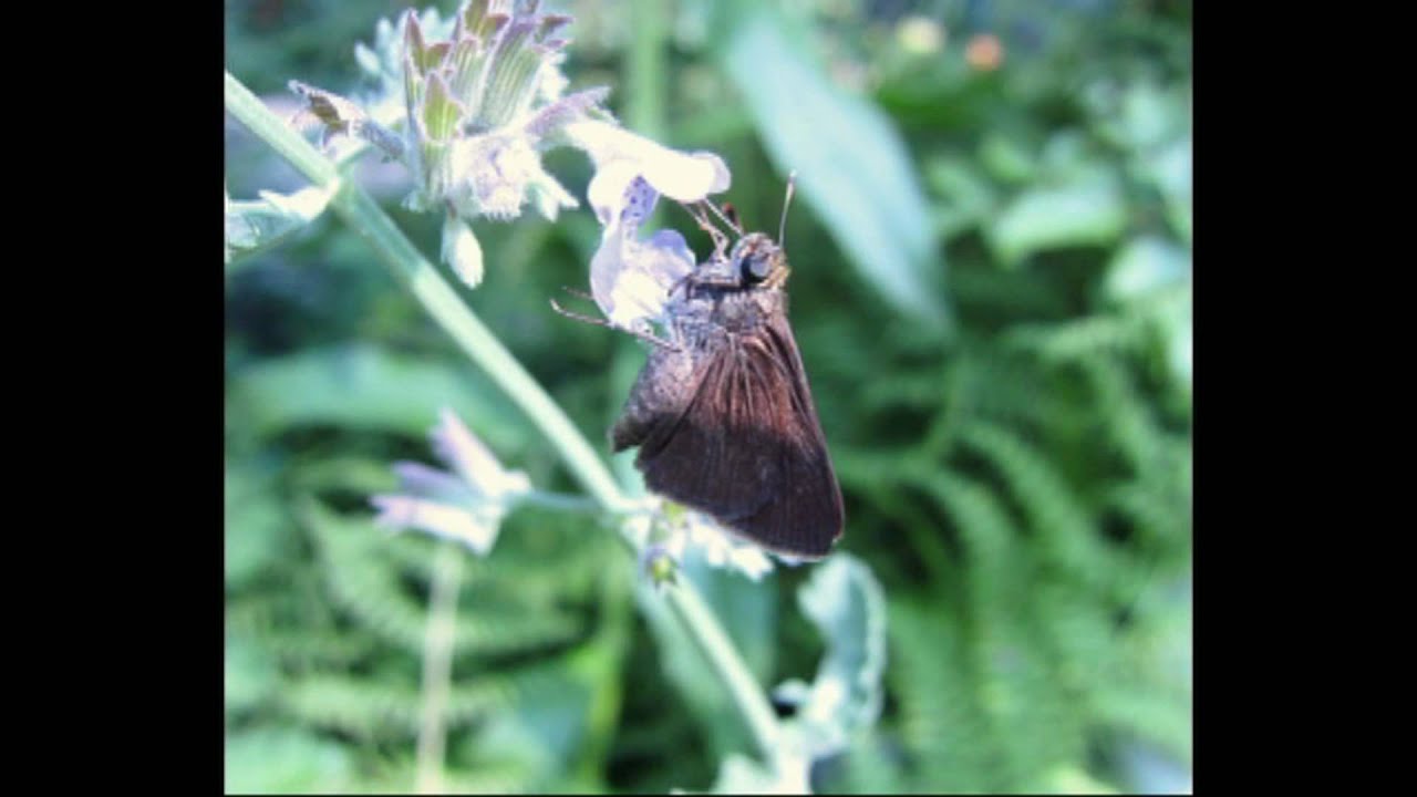 New Camera (Canon SD4000is) + HD Editing Program (Pinacle Studio)