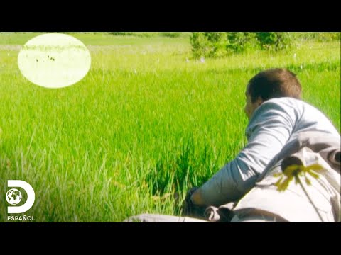 Bear Grylls logra cazar un conejo con una increible tecnica primitiva | A Prueba De Todo