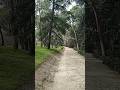 Camino de arboles de pino#parquesyjardines#senderosespaña