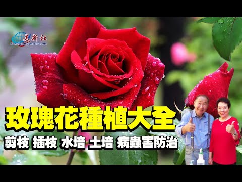 玫瑰花種植大全 剪枝 修枝 插枝 水培和土壤培植 病蟲害防治 How To Grow Roses And Make Them Grow Better Youtube