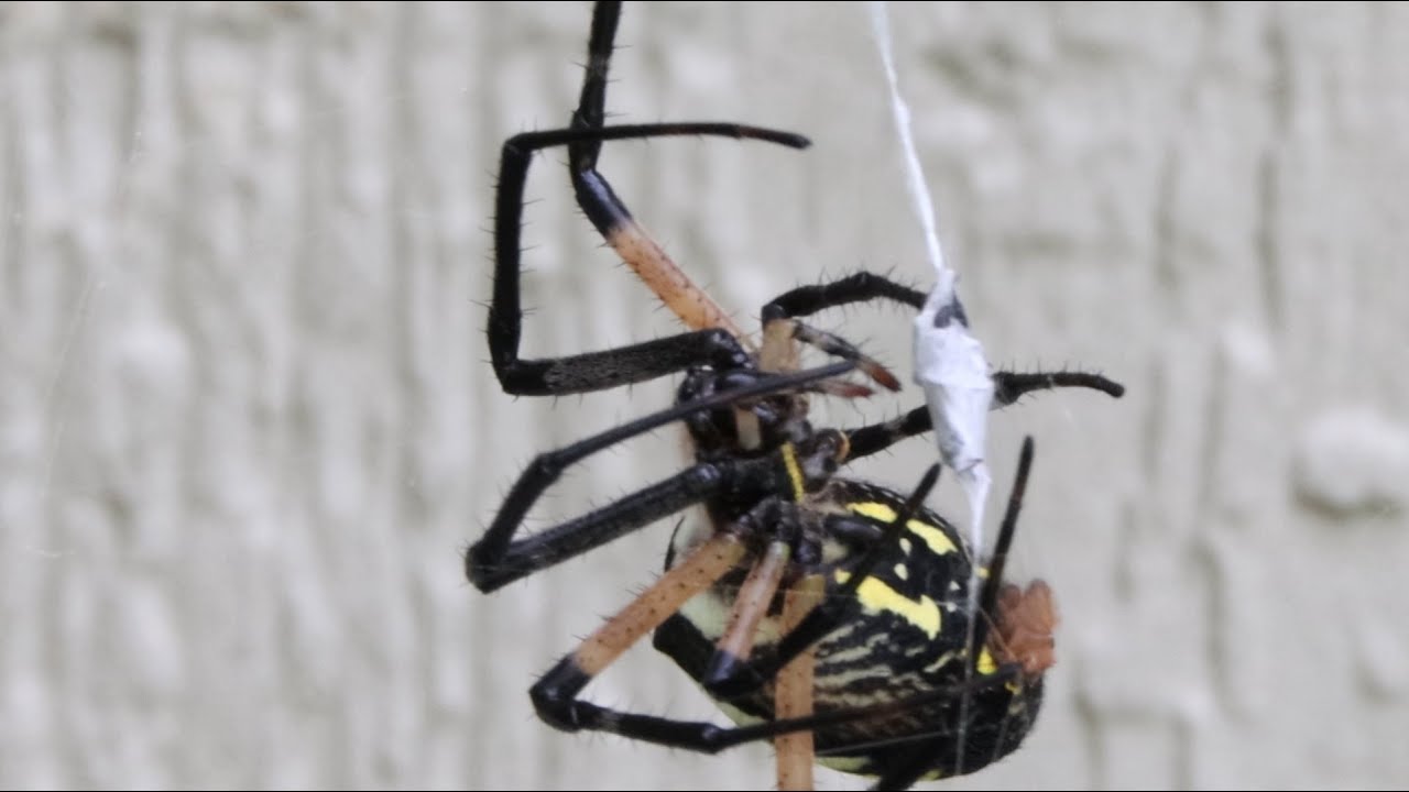 The Black and Yellow Garden Spider, AKA The Orb Weaver