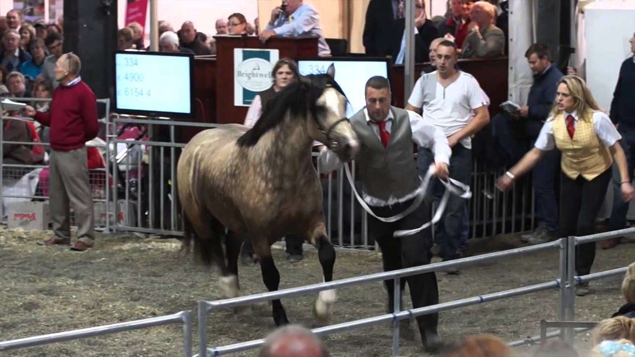 Cob Sale 2014 - YouTube