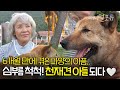 6개월 만에 파양의 아픔을 겪은 진돗개 진명이,, 심부름 척척하는 천재견 아들이 되었다 🖤 | KBS 생활의 발견 170905 방송