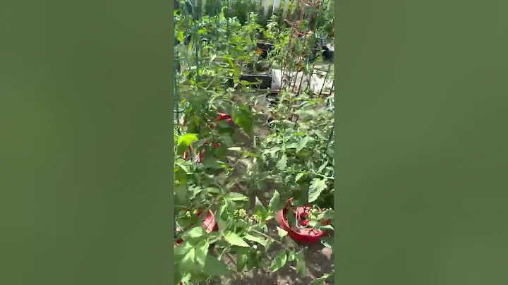 Renes Kitchen Garden Tour