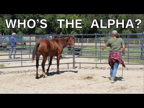 Video: Jednání s dominantním koněm