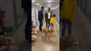 Celebrity “We Adopted Him”… And He Didn’t Want Them to Leave 😭🐶 #shorts Wealth