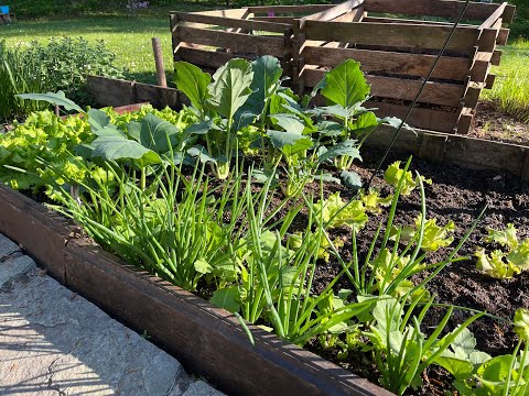 Selbstversorger Garten anlegen – Schritt für Schritt zur eigenen Ernteoase