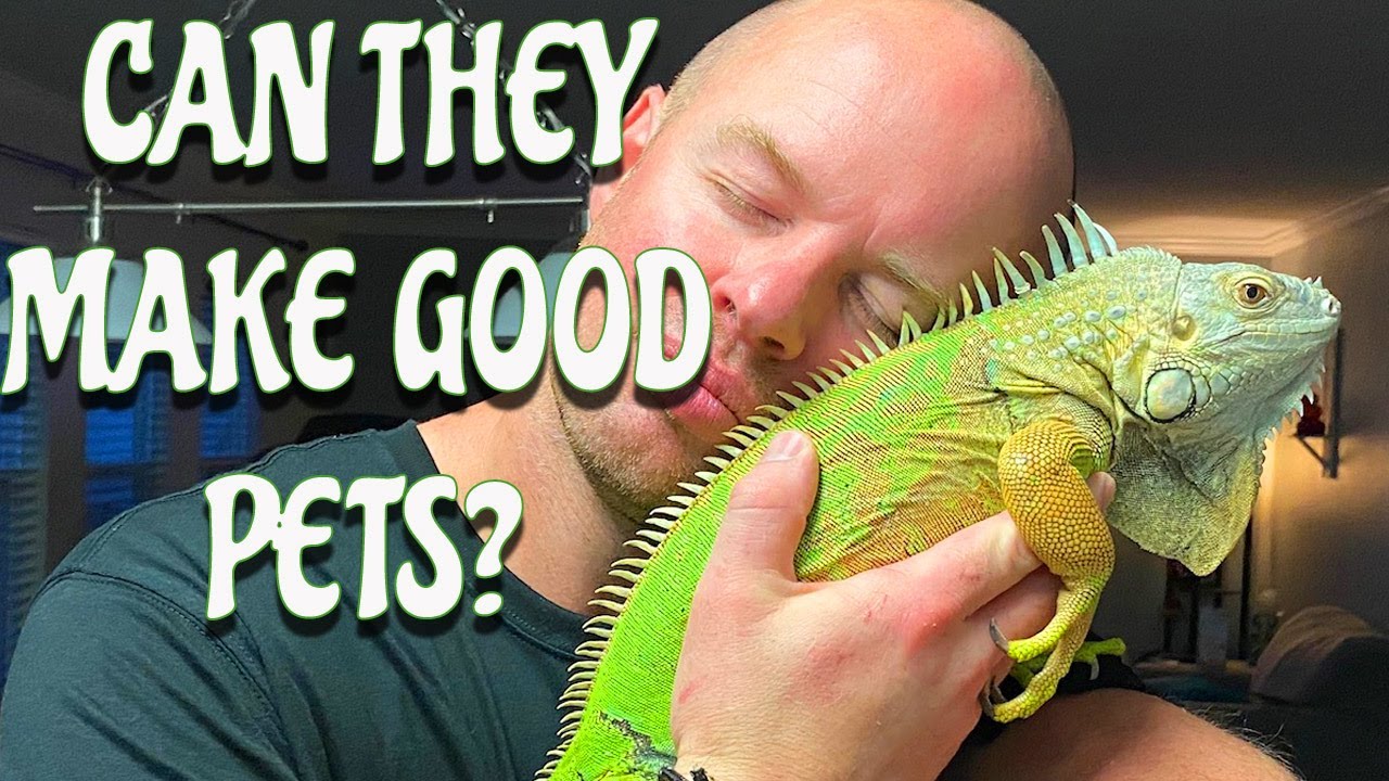 Why IGUANAS Are Good pets Digging Deep YouTube