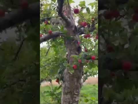 Nusaifa Picked Perfect Apples