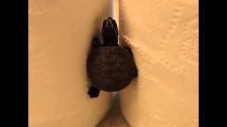 Ninja Turtle is Really EXIST!! check this out!