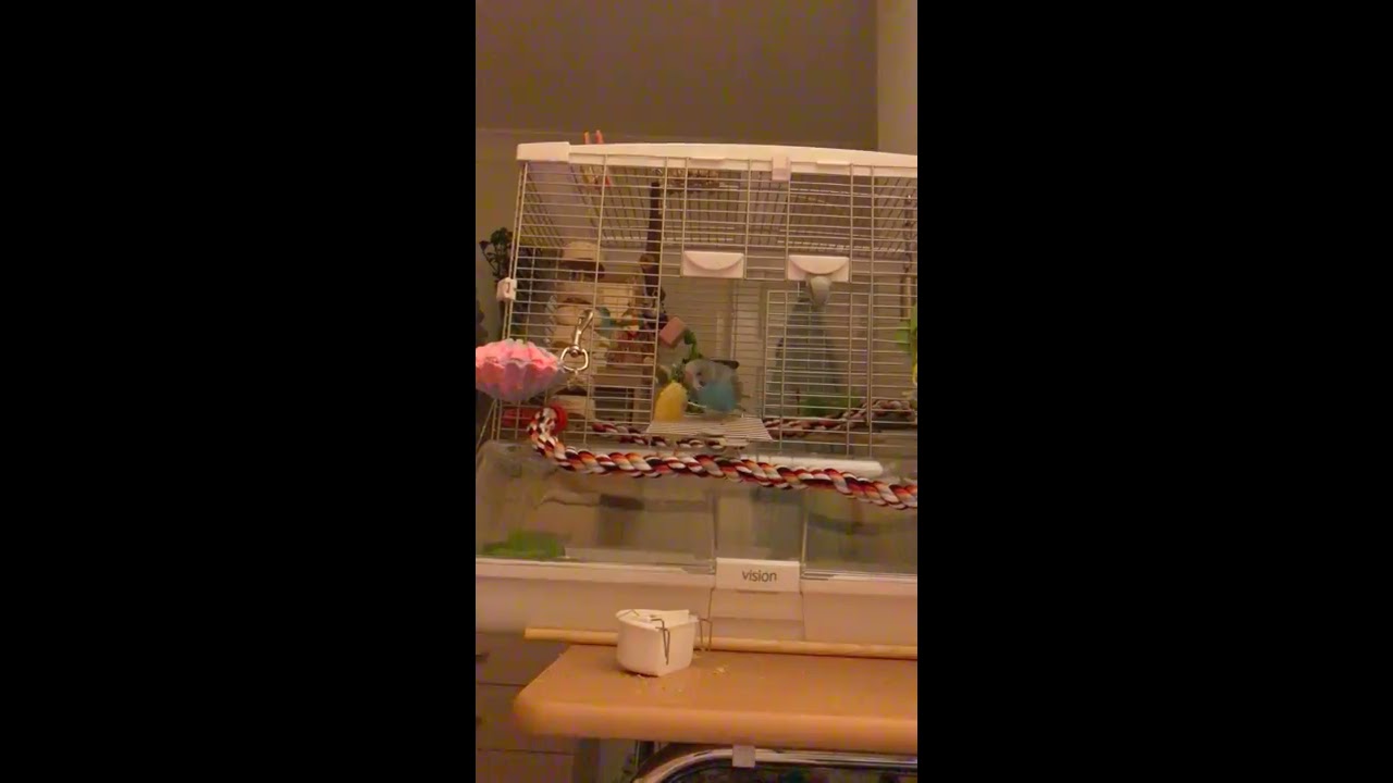 taming budgie BoB The Budgie Explores Beyond His Cage