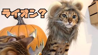 ベンガル猫がライオンに変身!?