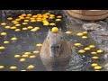 Top 5 capybaras