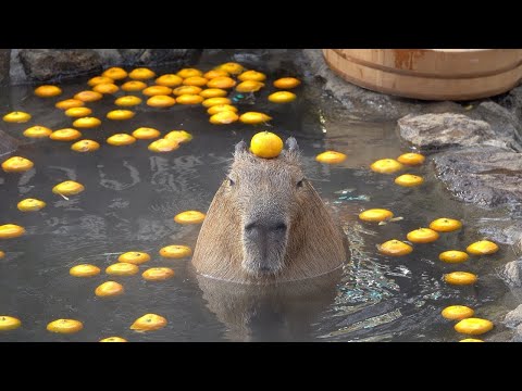 Video: 11 šunys skrybėlėse