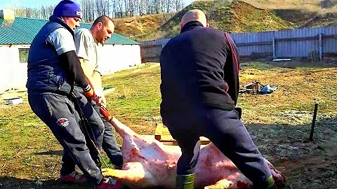 СКОЛЬКО НАДО КОРМА, на одного поросенка, от А до Я .от рождения и до зарезу