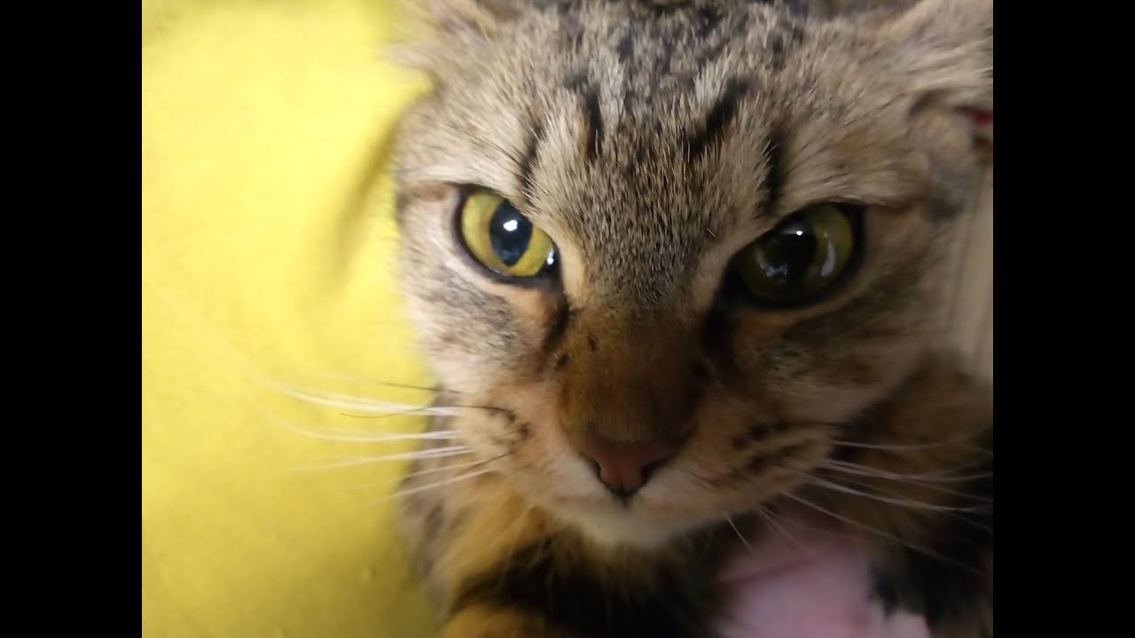 The Sick Kitty III: Sparta Update #7 (Wide & Extended)