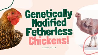 Bald Chickens | Genetically modified featherless chickens, reducing plucking and more heat-tolerant.