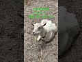 馬だけじゃない！名古屋競馬場のかわいいヤギ
