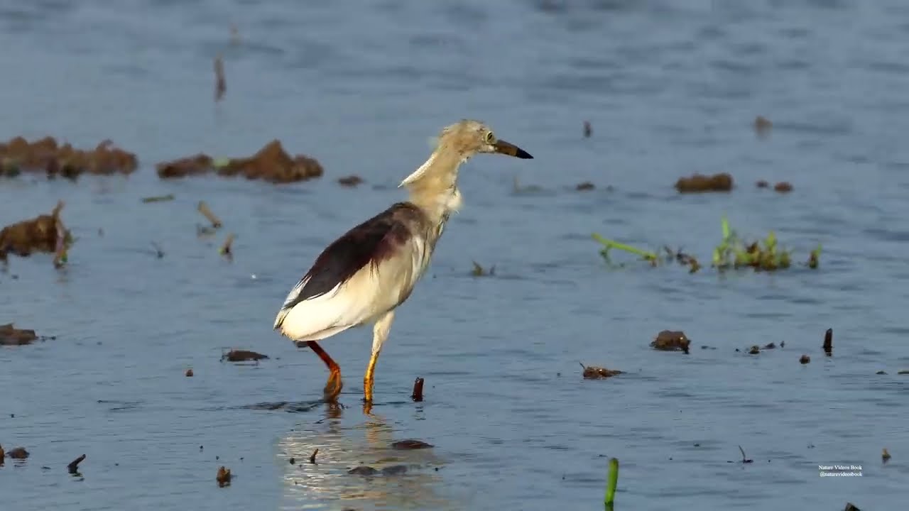 Indian pond heron 