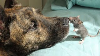 Depressed Rescue Dog Becomes Best Friends With A Rat