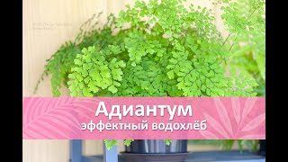 Адиантум — комнатный папоротник-водохлёб