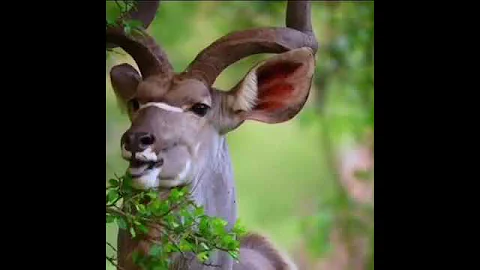 Создано Творцом #Антилопа Куду #animals