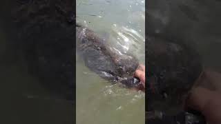 qualcosa ha morso questo grosso pesce gatto 😨😱 #fishing siluro