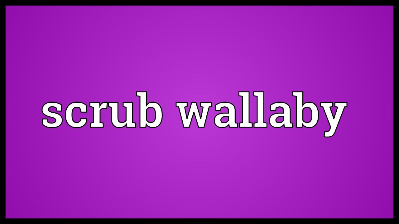 Scrub wallaby Meaning YouTube
