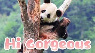 Panda Waving To Say Hello | iPanda