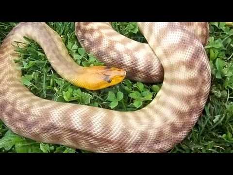 Woma Pythons - Meet Oz!