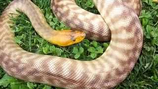 Celebrity Woma Pythons - Meet Oz! Wealth