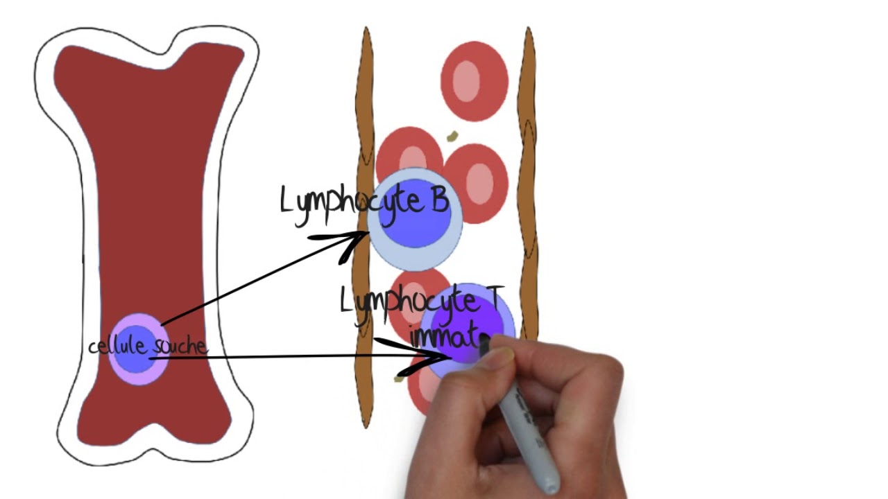 Comprendre le systme lymphatique