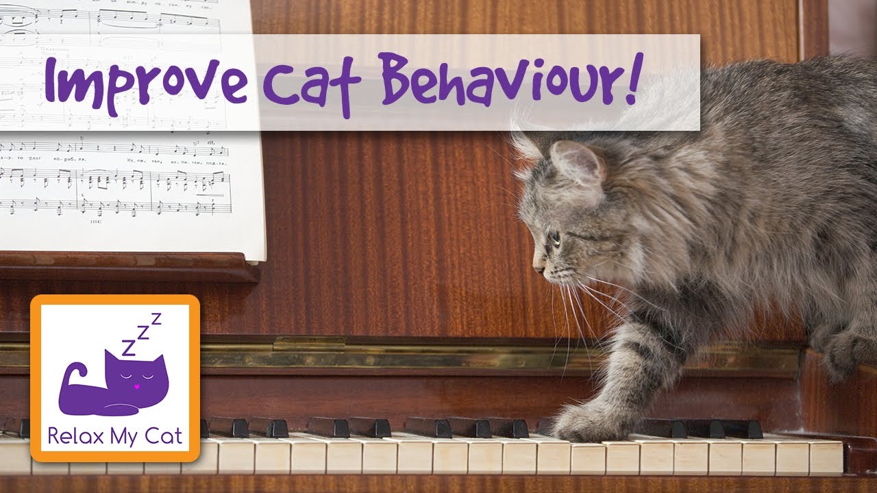 behaviour problems of drug abuse Improve Cat Behaviour with Relaxing Music