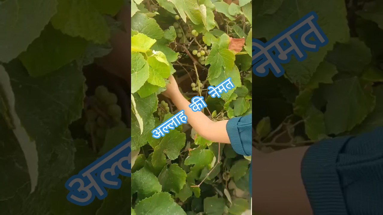 अल्लाह की नेमत #islamicshorts #nemat #allah ki nemat #motivation #love #hadees #islamicinspiration