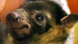 Tree Kangaroo Joeys