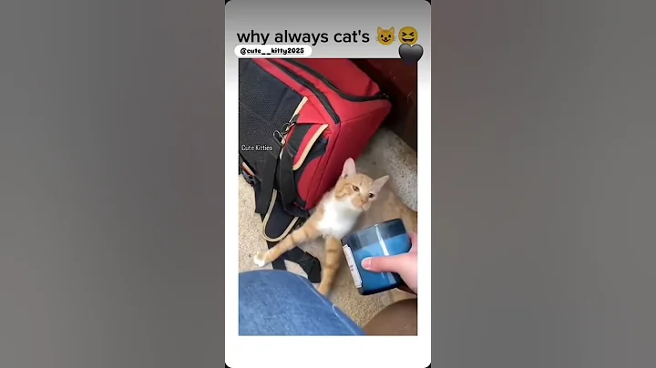 Watch the video about #catvideos #cat #cutecat #catshorts #cute #cutepet #persian #persiancat #catmemes #catholic #catlife