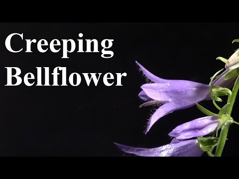 Creeping Bellflower