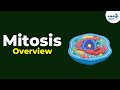 Overview of Mitosis | Don't Memorise